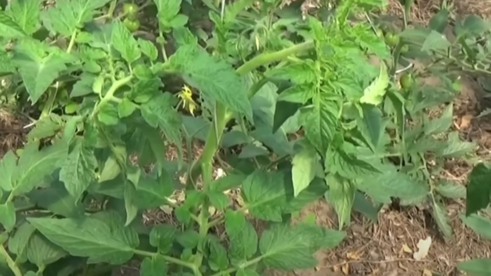 ��� ���������� �� ��������� �������: ����������� ������