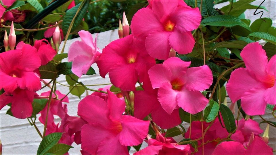 ����������: ��������� ����� ������� �������