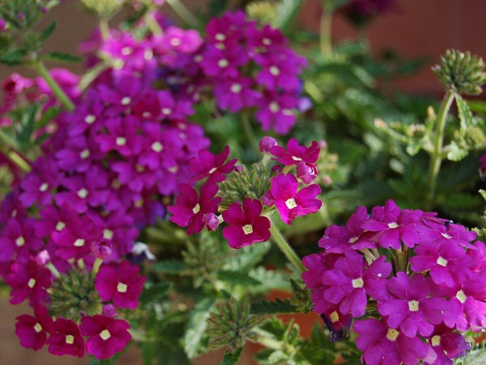 ������� ��������� ����������� ������� �������