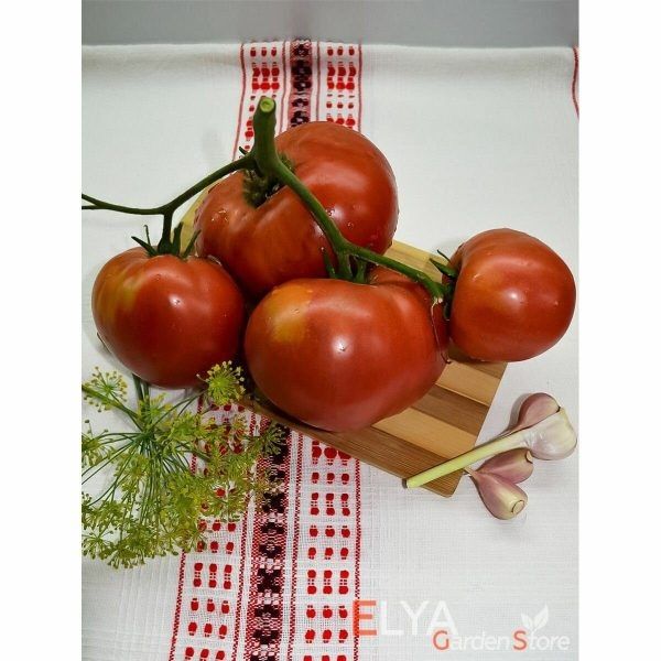 Томат Йошкин Кот: приз за урожайность и вкус