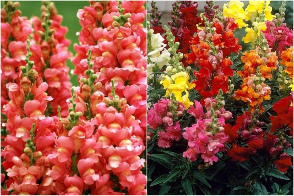 ������� ���: ������� ��������� ����������� � �����