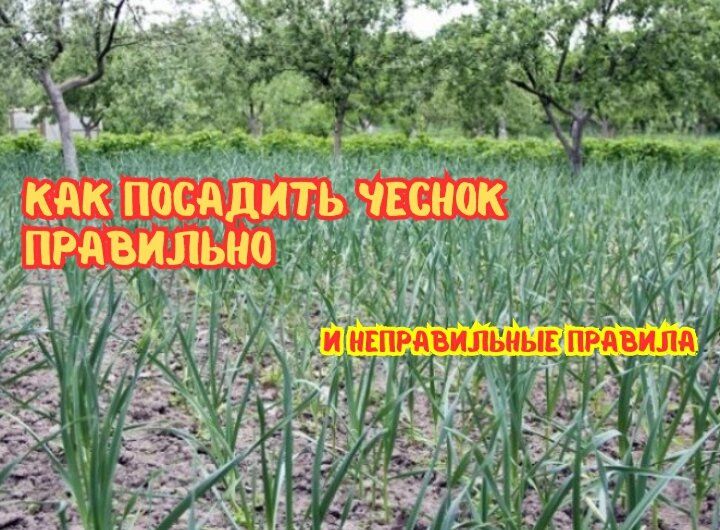 ������ ��� �������� ������� �������: ��� �������� ���������������� ����������� � �������� ������