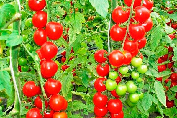 ������ ����� �������: ������� ��������� ����������� � ������������