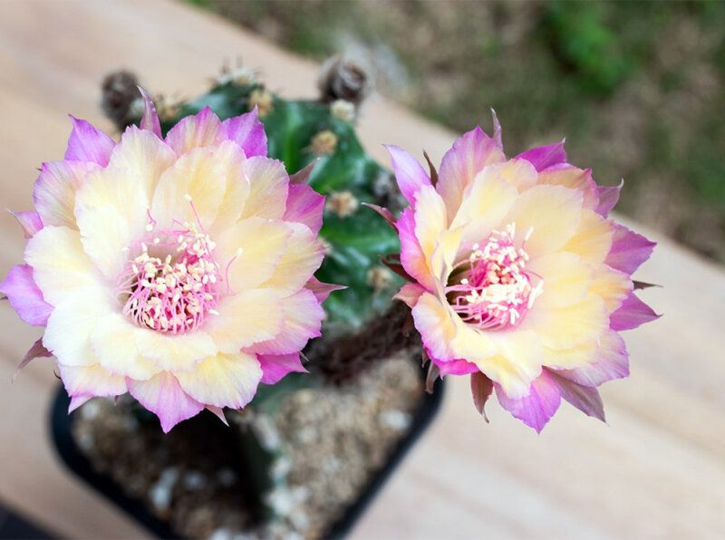 ��� ��������: ������� ����� � ����������� ��������� ������������� �����������