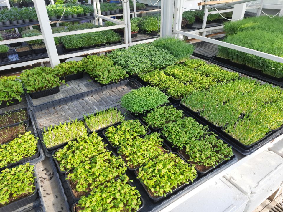 �������� ����� �� ���������: ��� � ����� ��� ������