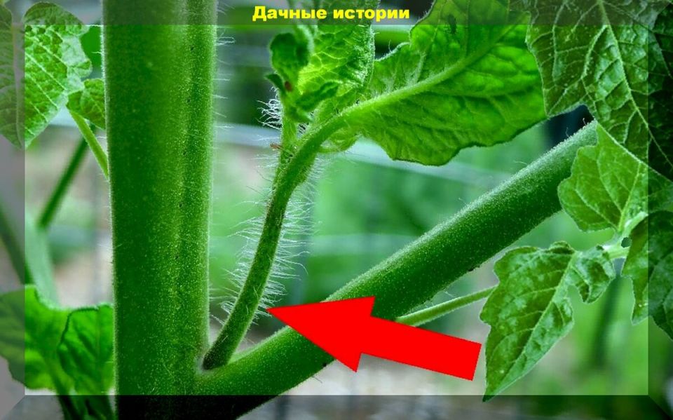 ��� ��������� ��������� �� ��������: ������� ������������ � �������� �������