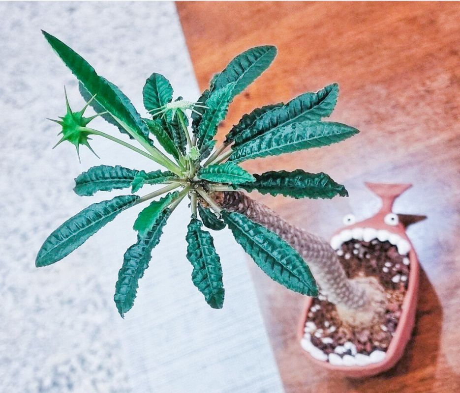 Необычный эксперимент по всхожести семян: неожиданные результаты и советы