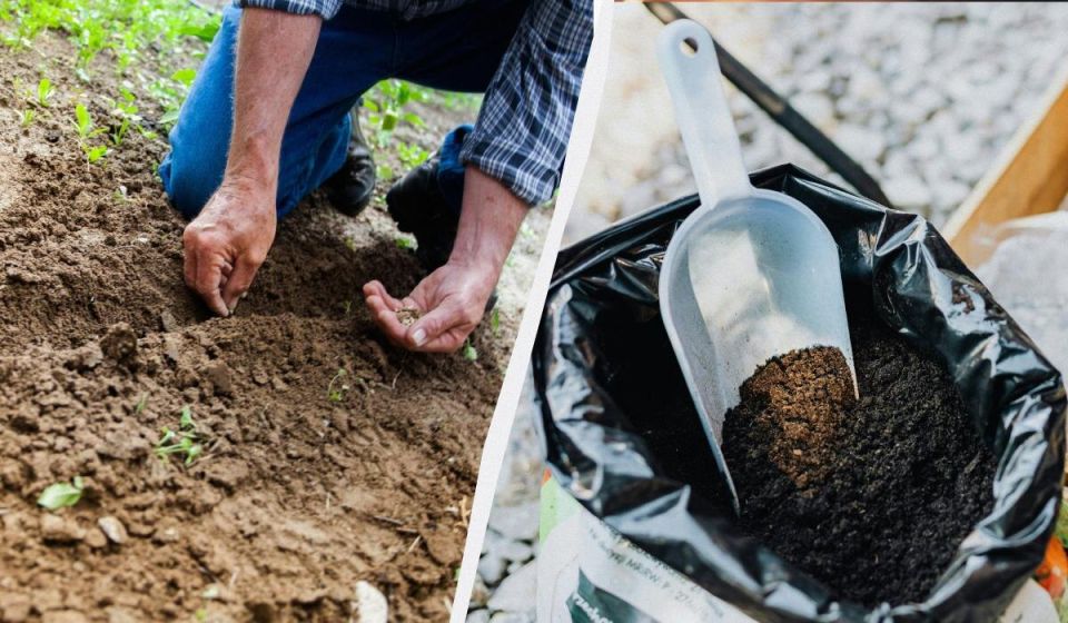 Как удобрить лунку для рассады огурцов: простые советы, которые принесут богатый урожай