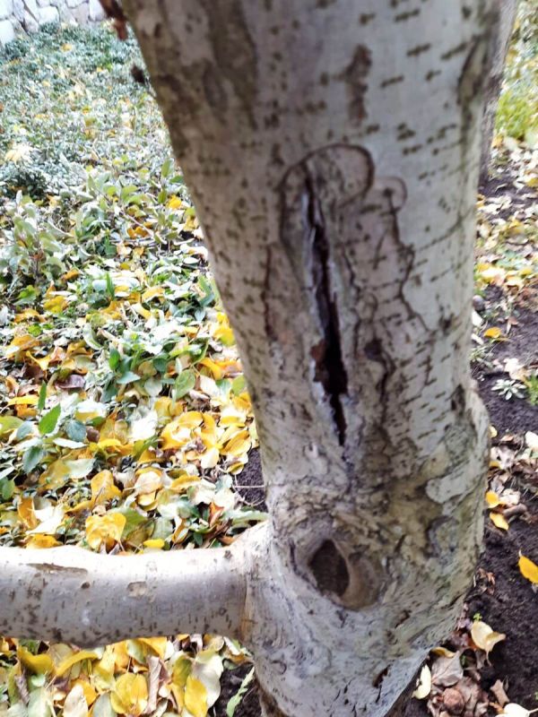 Зачем очищать кору деревьев от лишайников и мхов?