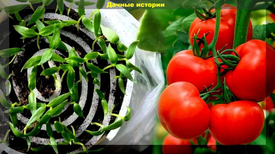 �������� ��������� ����������� ������� ���������: �������� ���������������� ������