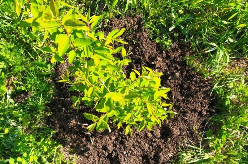 Как правильно подкормить жимолость для впечатляющего урожая