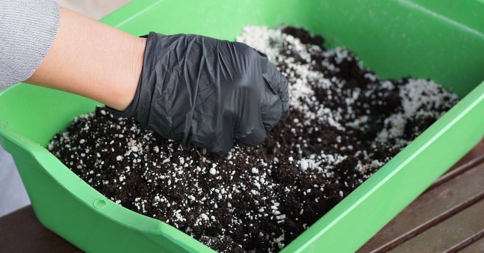 �����, ������� �������� ����� ���������: ����������� ������� �� ������