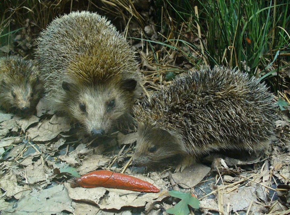 ����������� ������ ������ �� �������� � ���� ������