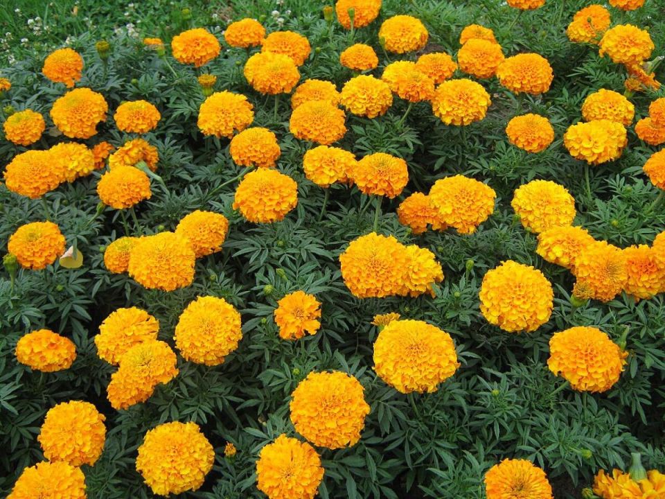 Как вырастить бархатцы: секреты легкого ухода за пышным цветением