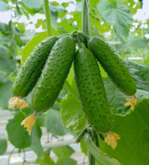 Огурцы для раннего урожая: 16 лучших сортов