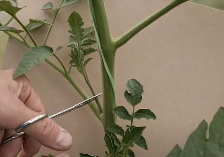 Эффективные методы пасынкования томатов для максимального урожая