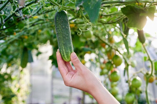 ������ ������� ������� �������: ������� ������� ������ � ���������������