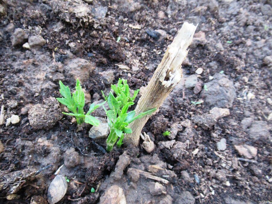 ��� ��������� �� ����������, ����� ��� ������� ��� �������