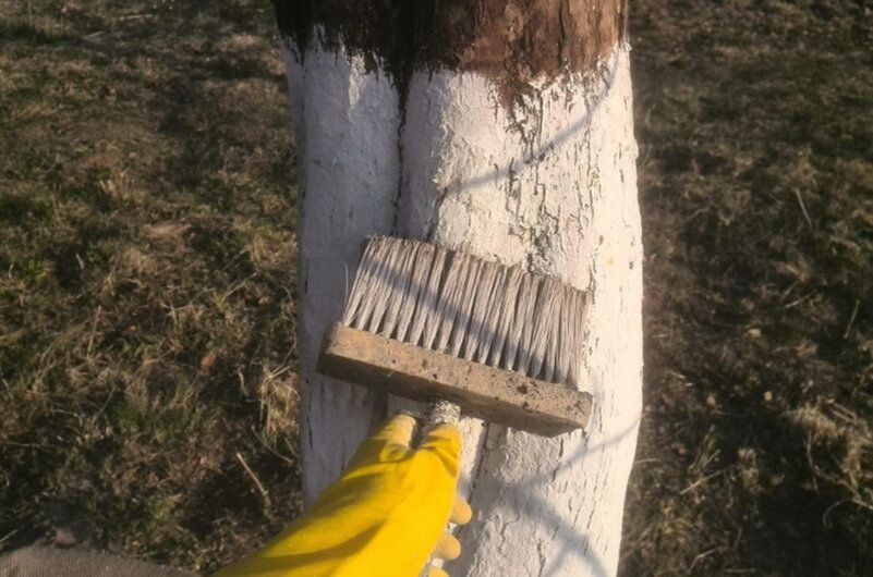 Уход за садом: Почему важно белить яблоню и грушу в октябре