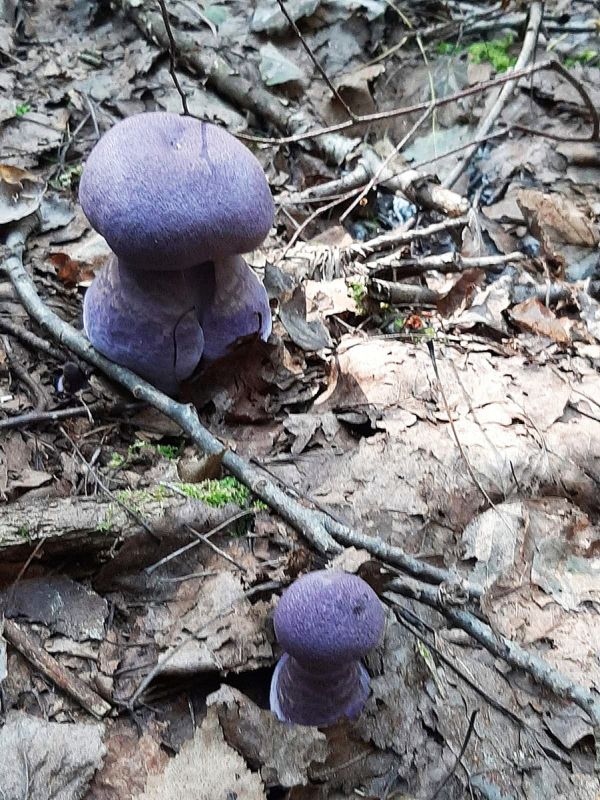 Необычные грибы: фиолетовая красота и причудливые формы