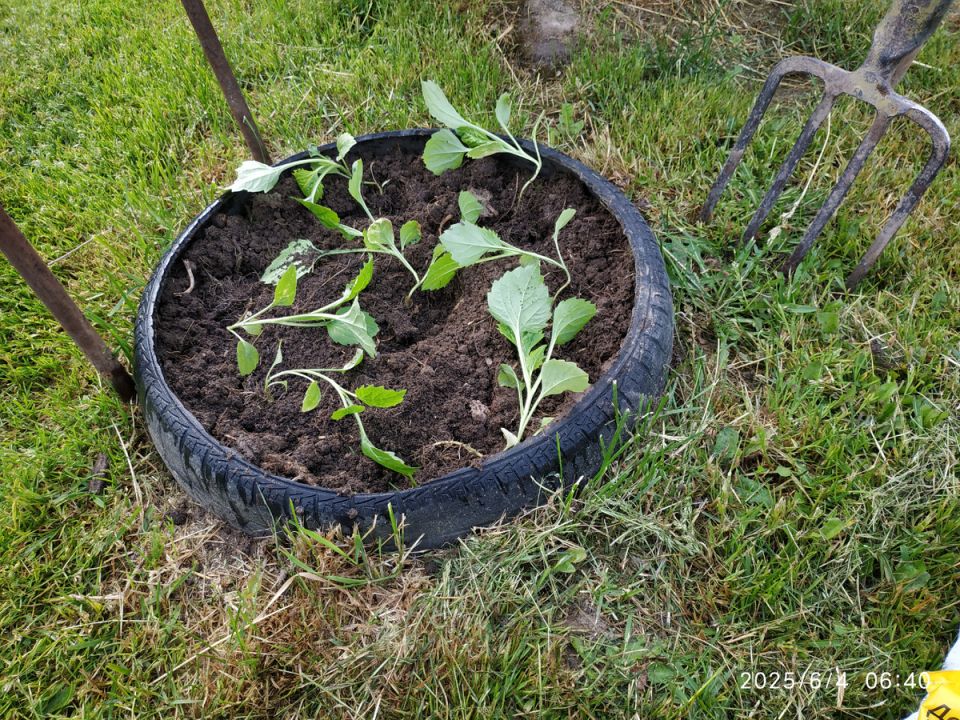 Сады расцветают на Троицу: первые плоды июня