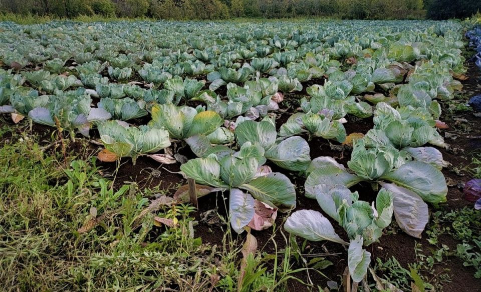 Как морозы влияют на капусту и когда её убирать